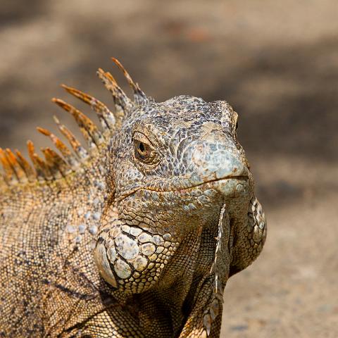 60 Honduras, Roatan, Sherman's Iguanas Refuge.jpg